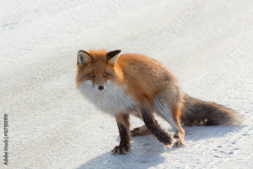 Lonely fox walking on snow in winter