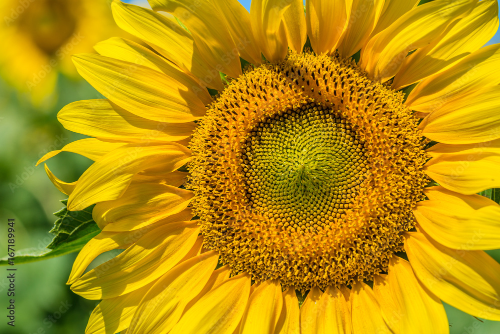 Obraz premium Yellow field of sunflowers