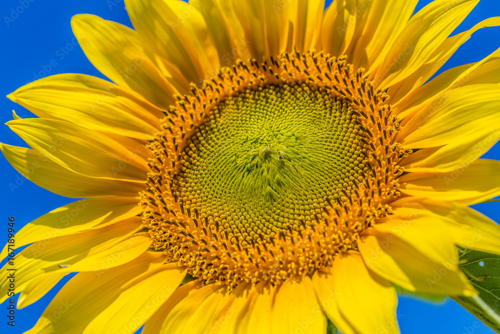 Naklejka premium Yellow field of sunflowers