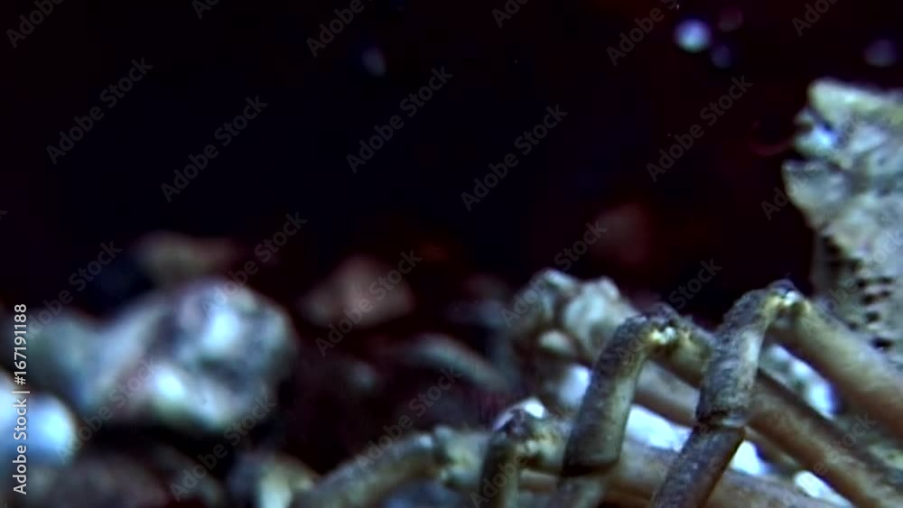 Crab hios underwater in search of food on seabed of White Sea Russia. Unique video close up. Predators of marine life on background of pure and transparent water stones. Crab hios underwater in search of food on seabed of White Sea Russia. Unique video close up. Predators of marine life on background of pure and transparent water stones.