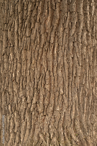 Embossed texture of the bark of oak.