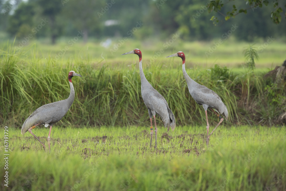 Eastern Sarus Crane (Grus antigone) Eastern Sarus Crane (Grus antigone)