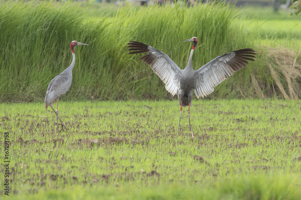 Fototapeta premium Eastern Sarus Crane (Grus antigone)