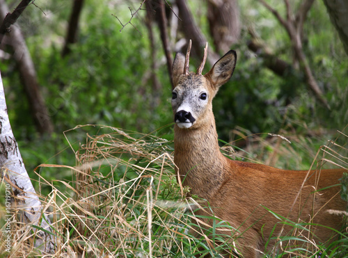 Roedeer buck in a field