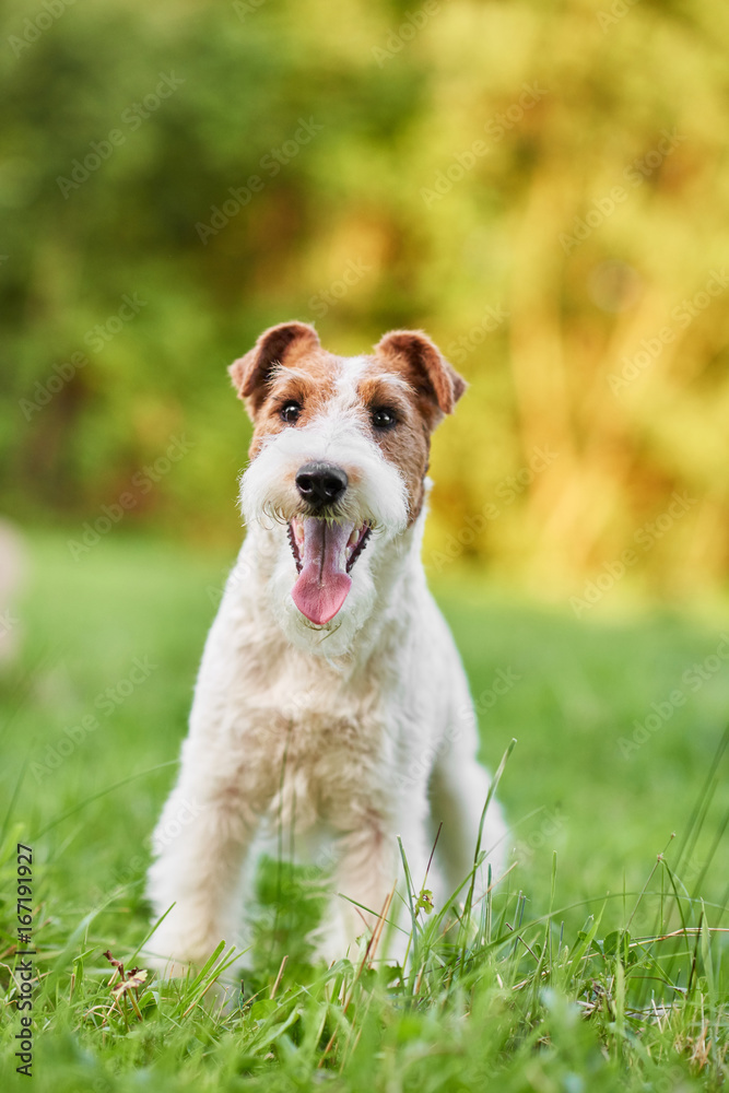 Vertical shot of a beautiful happy and healthy fox terrier puppy sitting in the grass while playing outdoors. 