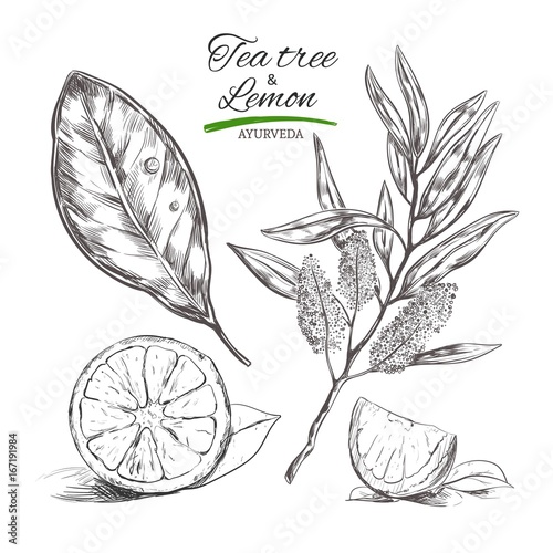 Tee tree and lemon. Vector hand drawn collection.Natural herbs and flowers. Beauty and Ayurveda. Organic cosmetics