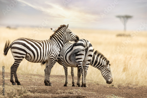 Zebra trio in the Masai Mara at dusk