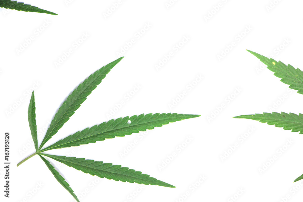 Cannabis leaves Cannabis leaves