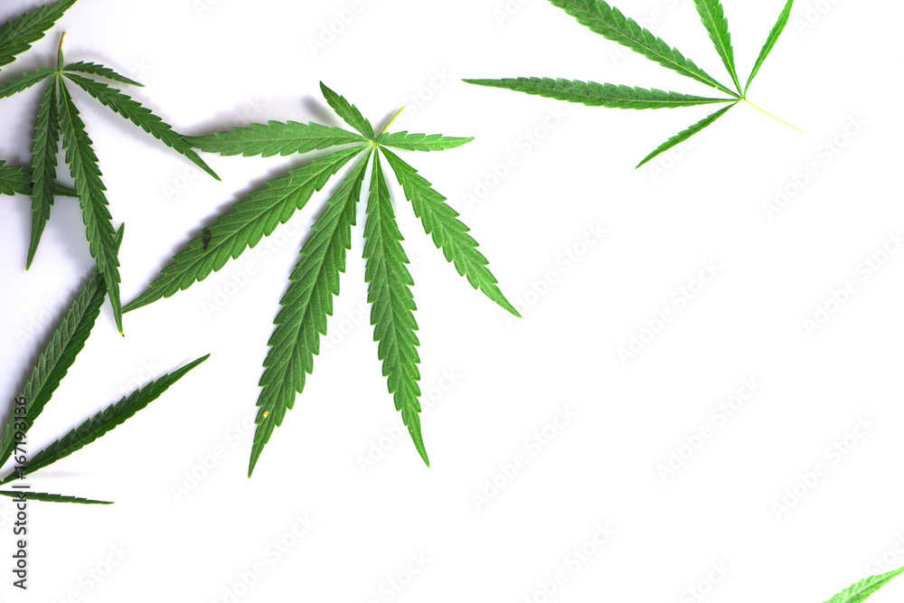 Cannabis leaves Cannabis leaves