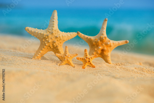 Fototapeta Naklejka Na Ścianę i Meble -  A family of sea stars rests on the sea