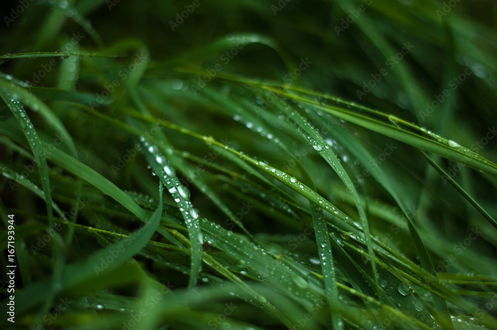 Fresh green grass with dew drops close up. Fresh green grass with dew drops close up.