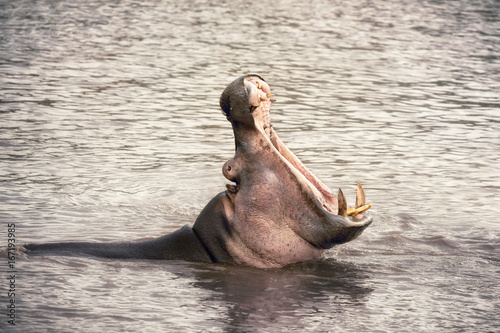 Adult hippo showing his teeth