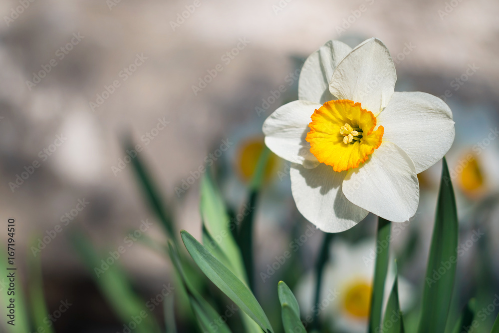 Yellow daffodil flower