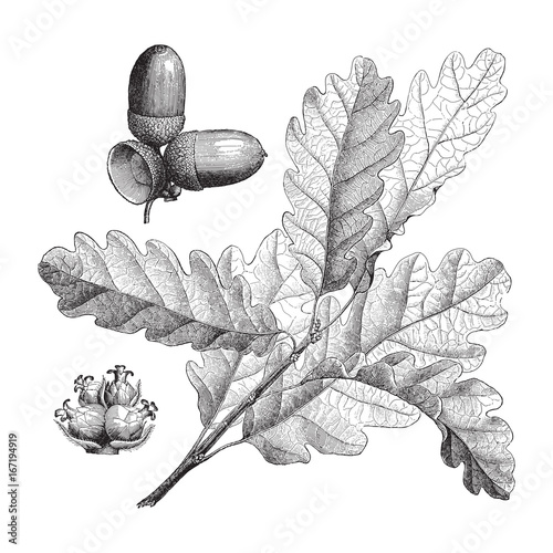 Sessile Oak (Quercus sessiliflora) - vintage illustration