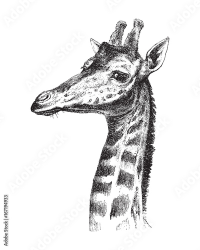 Giraffe head - vintage illustration
