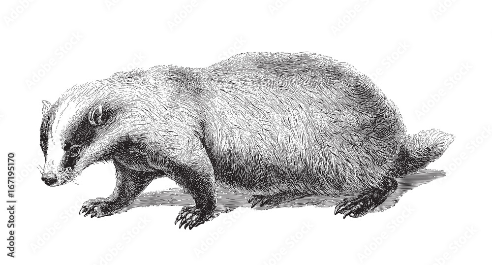Fototapeta premium Badger (Meles Taxus) - vintage illustration