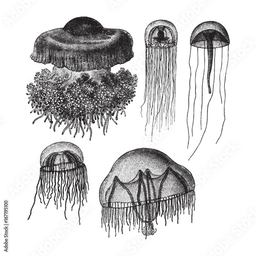 Jellyfish collection - vintage illustration 