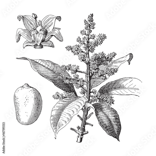 Indian mango (Mangifera indica) - vintage illustration