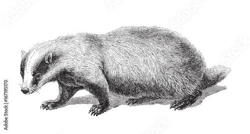 Fényképezés Badger (Meles Taxus) - vintage illustration