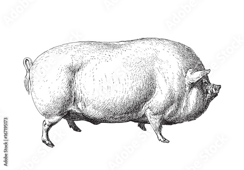 Large White pig or English Large White - vintage illustration