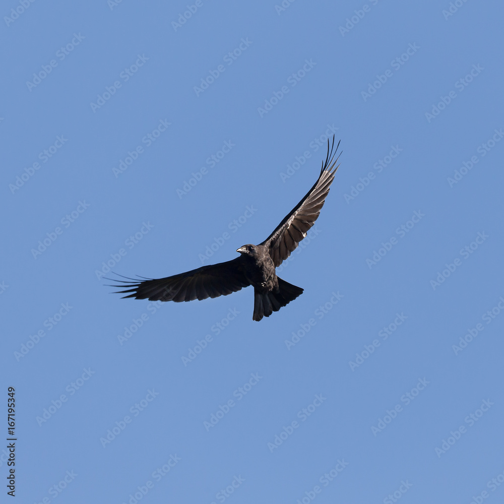 Fototapeta premium raven against the blue sky