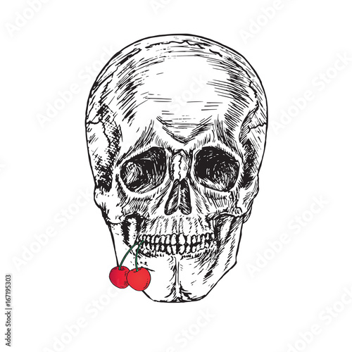Wallpaper Mural Skull chewing cherry, hand drawn doodle, sketch in woodcut style, vector illustration Torontodigital.ca