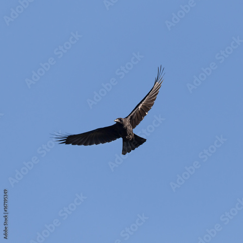 raven against the blue sky