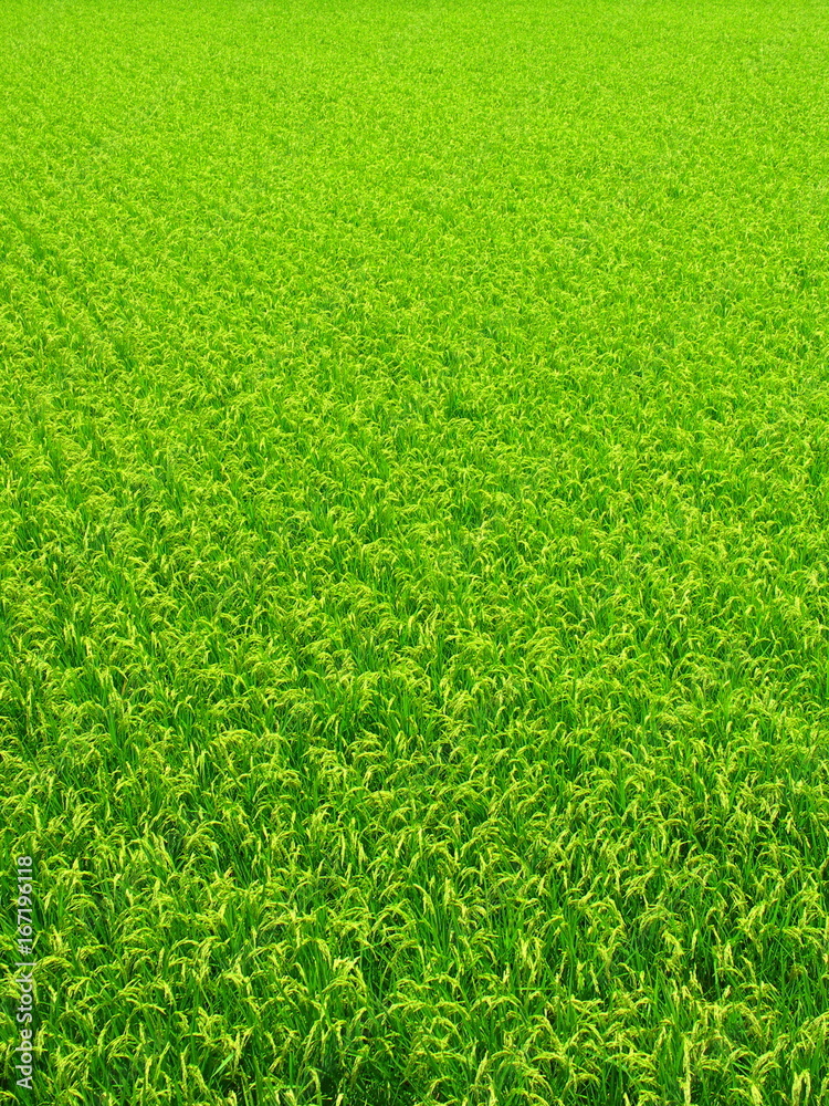 稲穂の付いた夏の田圃風景