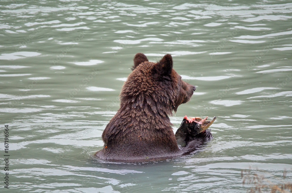 Fototapeta premium Grizzly 1