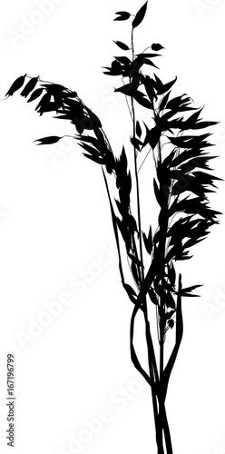 silhouette of black isolated oat bunch