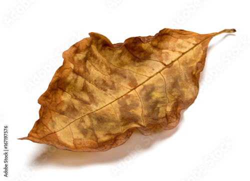 Autumn dry leaf of walnut tree