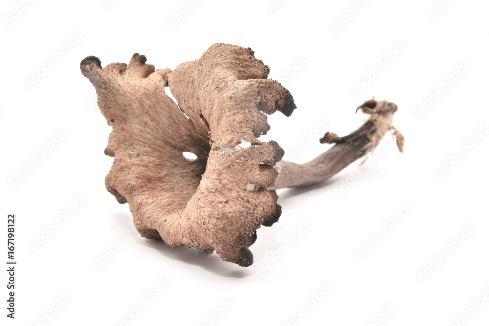 craterellus cornucopioides mushroom craterellus cornucopioides mushroom