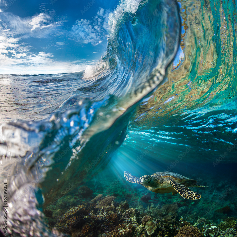 Fototapeta Żółw morski pod falą oceanu