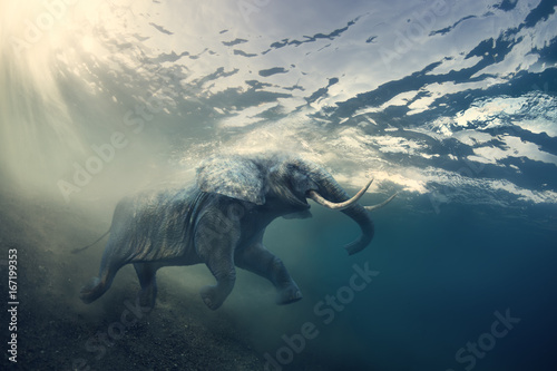 Canvas Print An elephant underwater