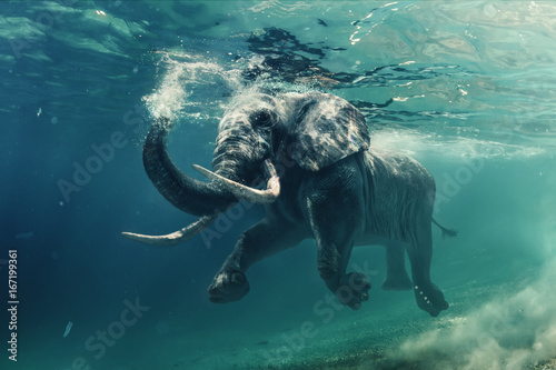 Fototapeta Słoń pod wodą