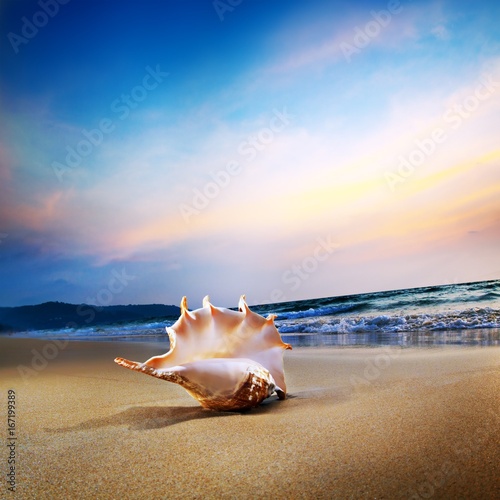 A shell on a tropical beach at sunset time
