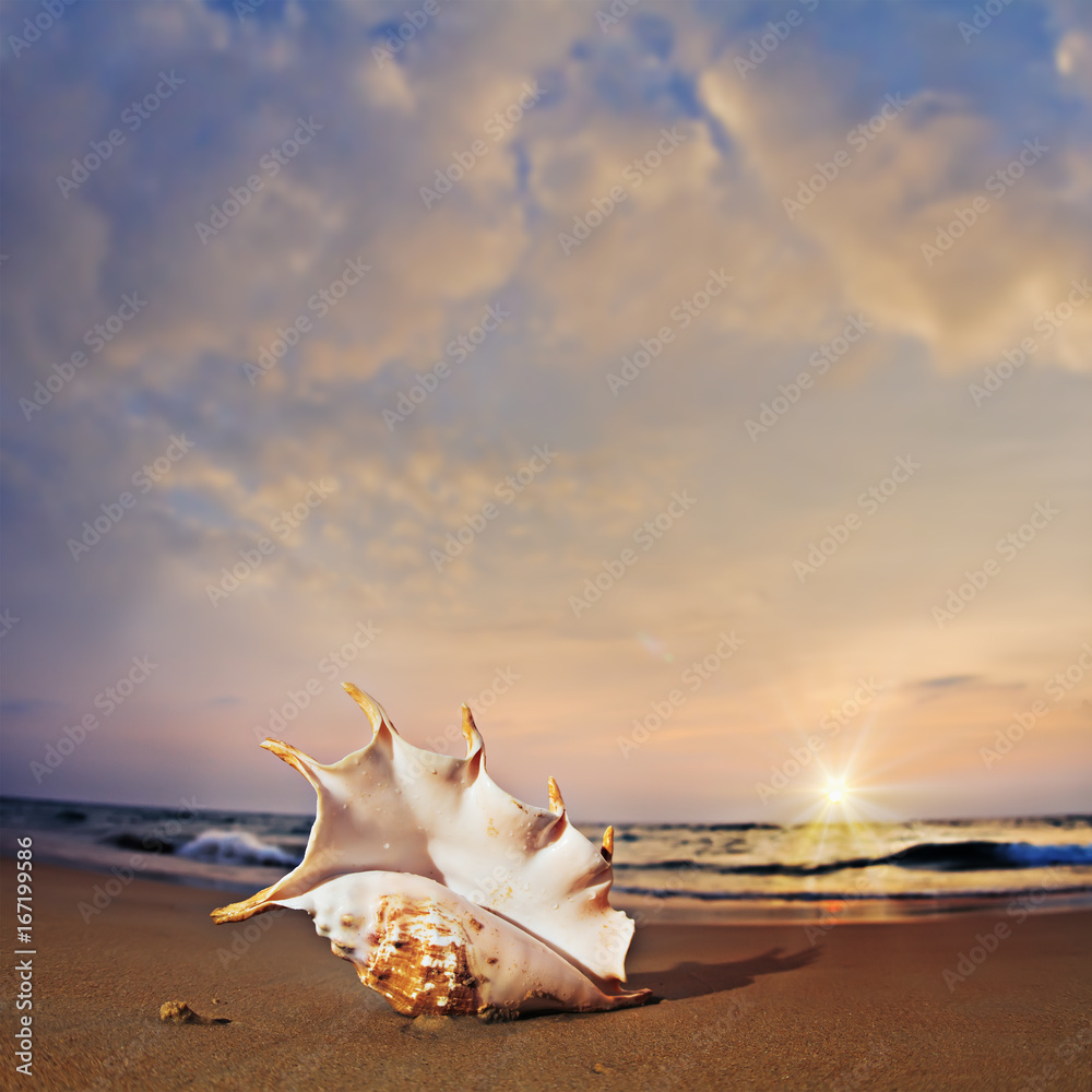 Tropical paradise postcard. A beach with seashell on wet sand near shorebreak waves Tropical paradise postcard. A beach with seashell on wet sand near shorebreak waves