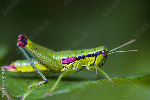 Fototapeta Green grasshopper on a leaf