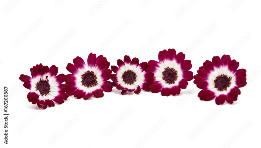 flowering cineraria isolated flowering cineraria isolated