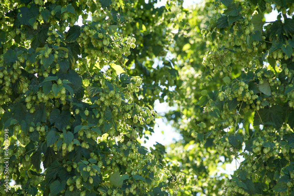 Hopfenreben mit reifen Dolden hängen bereit zur Ernte im Hopfengarten Hopfenreben mit reifen Dolden hängen bereit zur Ernte im Hopfengarten
