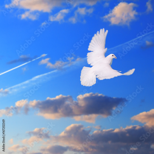 baeutiful flying white dove isolated on blue cloudy sky