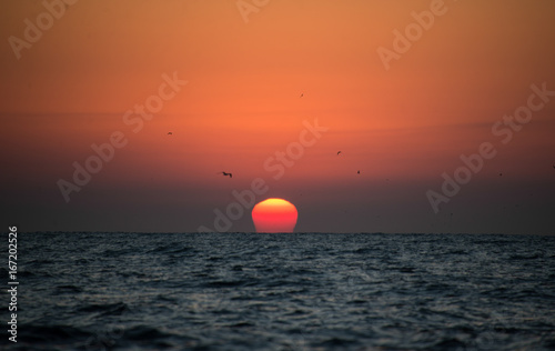 Fototapeta Naklejka Na Ścianę i Meble -  Sunrise over the ocean with birds flying, image was taken during the sardine run, east coast of South Africa.