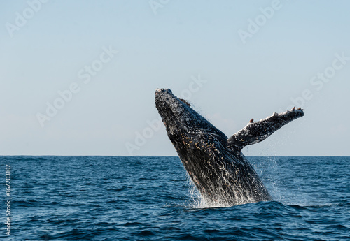 Humpback whale breaching during the annual migration north along Africa's east coast. © wildestanimal