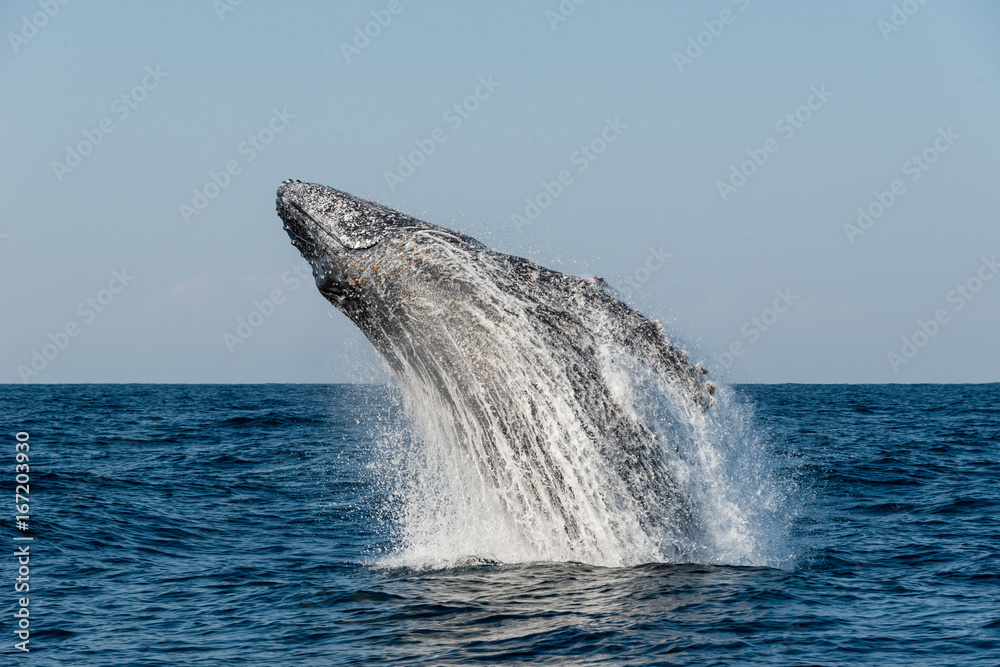 Fototapeta premium Humpback whale breaching during the annual migration north along Africa's east coast.