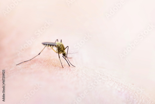 Mosquito on skin. Dengue, Chikungunya, Mayaro fever, Rift Valley fever.Yellow fever.Zika. Mosquito sucking human blood close-up. Mosquito Vector-borne diseases.