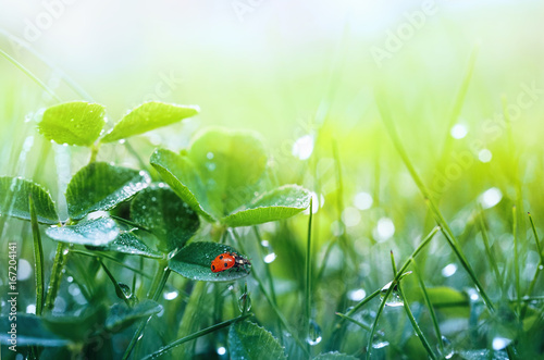 Beautiful nature background with morning fresh grass and ladybug. Grass and clover leaves in droplets of dew outdoors in summer in spring close-up macro. Template for design.