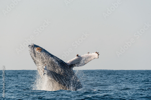 Humpback whale breaching during the annual migration north along Africa's east coast.