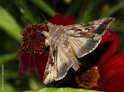 European Silver Y Moth (Autographa gamma) feeding on an exotic red garden flower.

