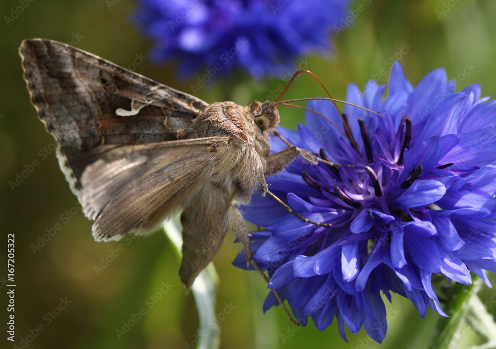 Fototapeta premium Europejski Silver Y Moth (Autographa gamma) żerujący na chabrze.