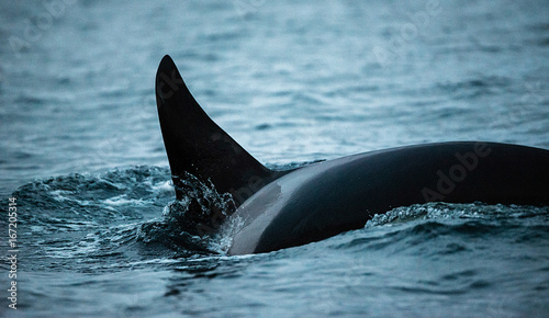 Close view of the dorsal fin of a male orca at the surface, Norway.